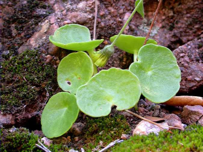 Melic de Venus (Umbilicus rupestris)