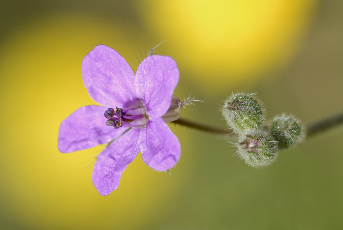 flor lila