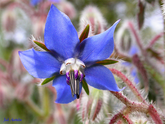 Borraina - Borraja (Borago officinalis)