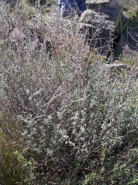 Botja pudenta (Artemisia herba-alta)