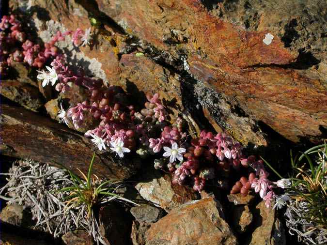 Sedum brevifolium