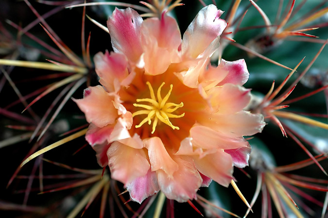 Flor de cactus