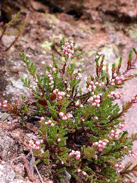 Bruguerola, brecina (Calluna vulgaris)