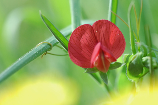 almorta silvestre (lathyrus sylvestris) ?