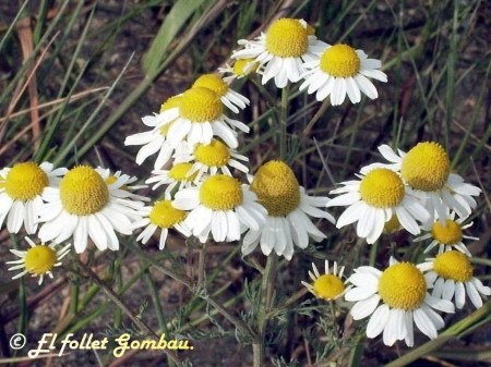 Camamilla Comuna (Matricaria recutita)