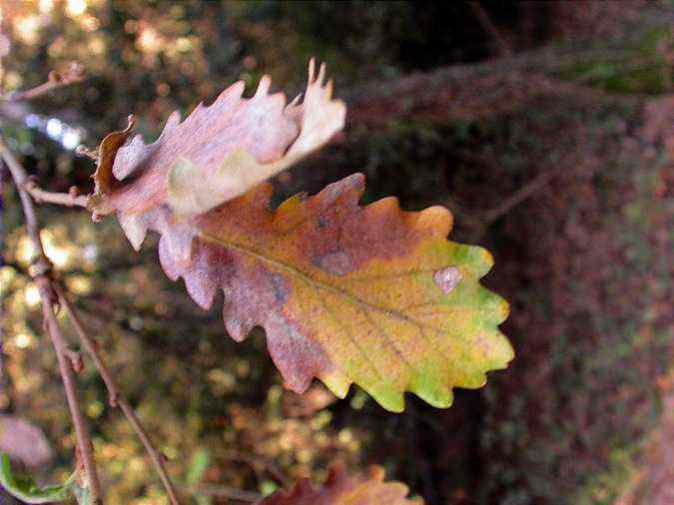 Roure cerrioide (Quercus cerrioides)