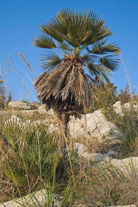 Margalló arbori