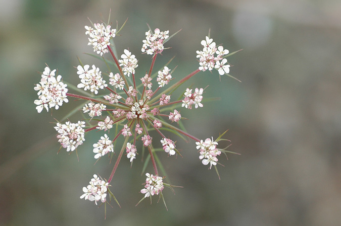 pastanaga (Daucus carota)