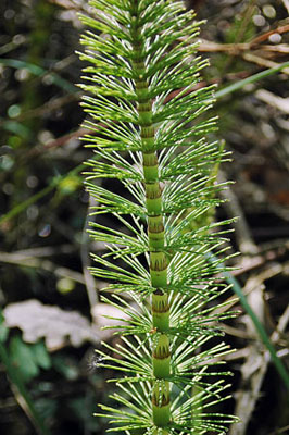 Cua de cavall (Equisetum arvense)