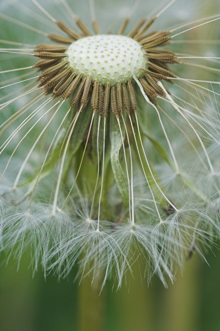 Aquenis de Taraxacum officinalis