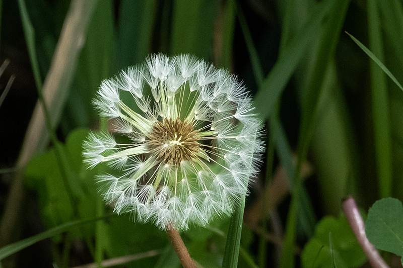 Dent de lleó (Taraxacum officinale)