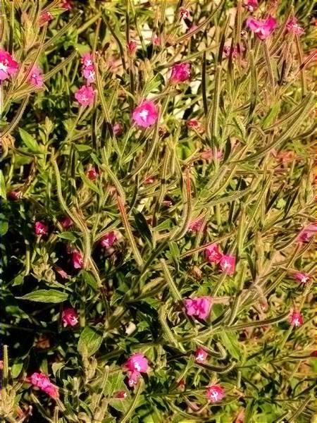 Epilobi hirsut (Epilobium hirsutum) 1