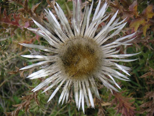 Flora del Alt Àneu