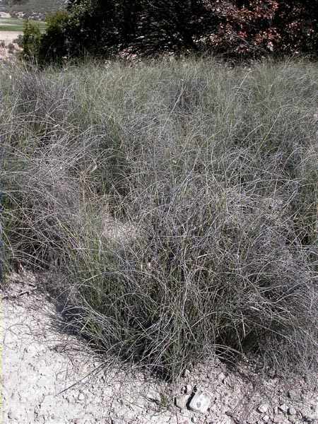 Espart bord, albardin (Lygeum spartum)