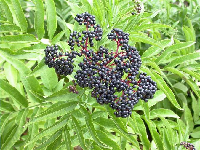 Èvol, sauco menor (Sambucus ebulus)