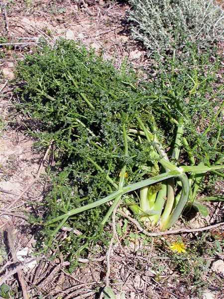 Ferula loscosii (=Elaeoselinum loscosii)