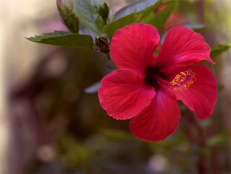 HIBISCUS