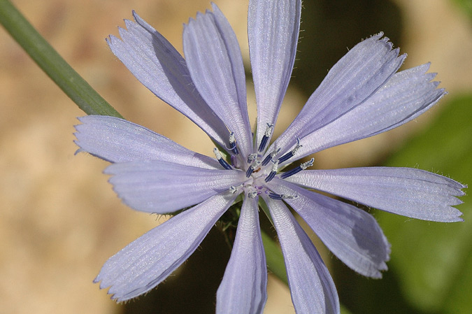 flor de xicoria