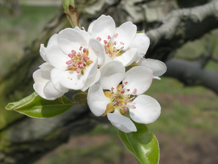 Flor Peral Blanquillo