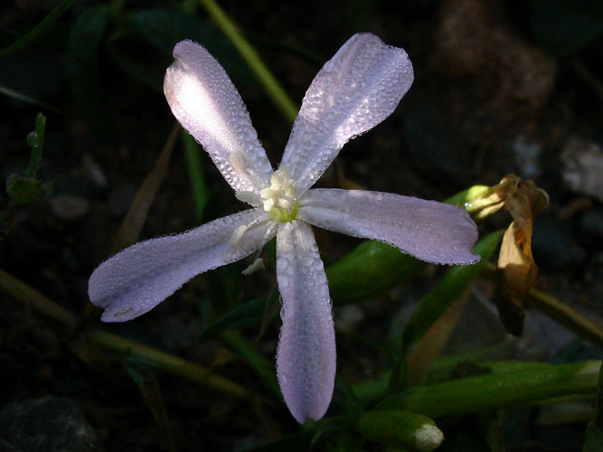 Flor Rosada