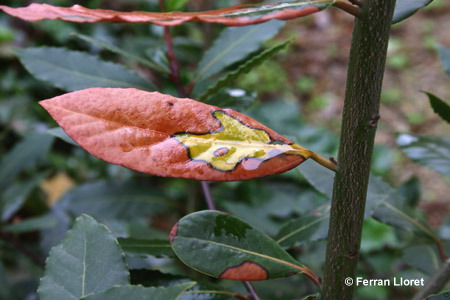 Arbutus unedo L. (fulles d'arboç)