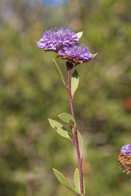 Coroneta de frare