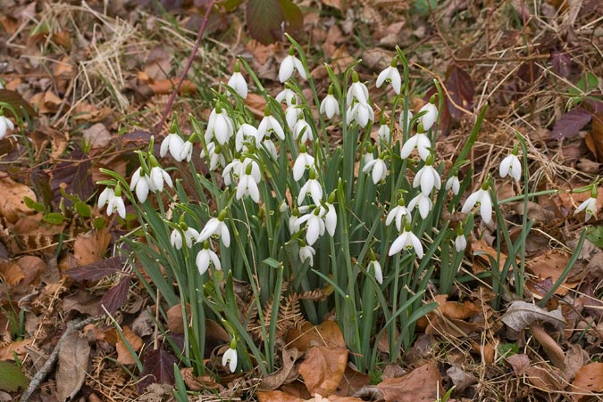 Galanthus nivalis 1