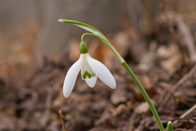 Galanthus nivalis 2