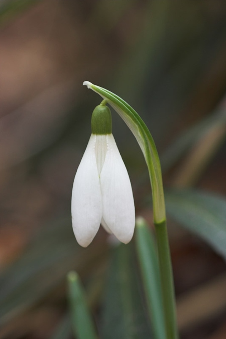 Ja està aquí la primavera! (o gairebé!)