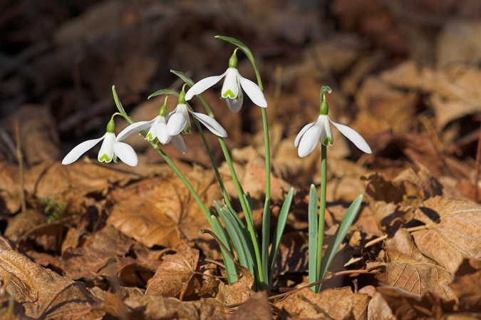 Galanthus nivalis