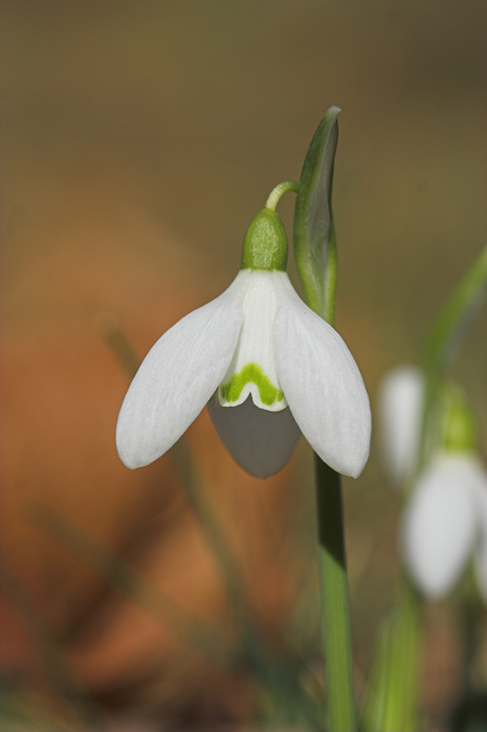 Galanthus nivalis 2