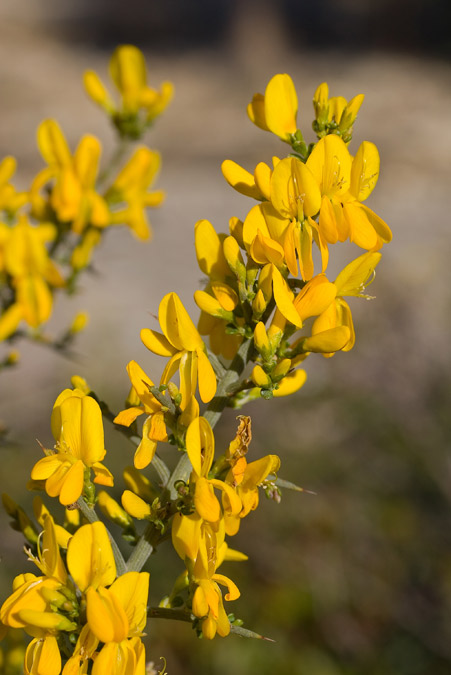 Flors de Genista scorpius