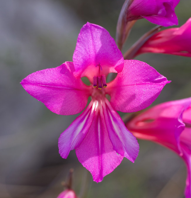 Gladiolus illyricus