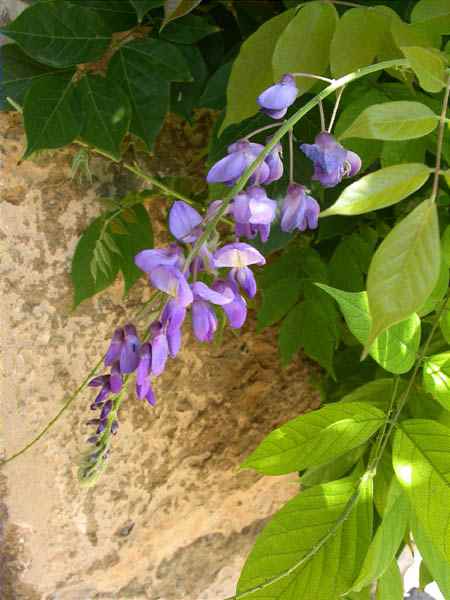 Glicina (Wisteria sinensis)