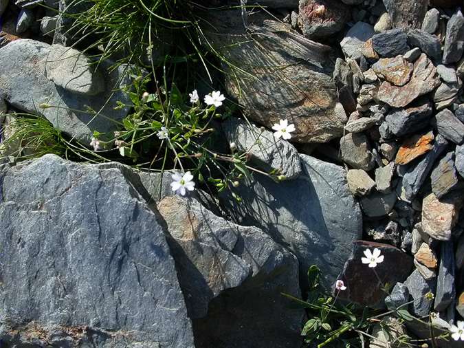 Gipsòfila reptant (Gypsophila repens)