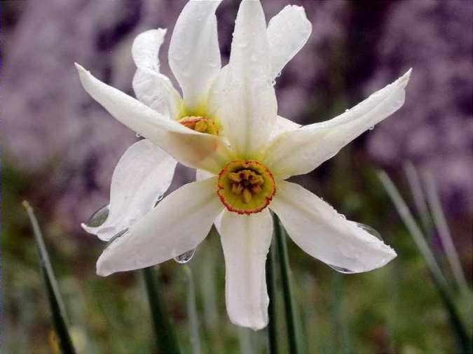 Grandalla (Narcissus poeticus)