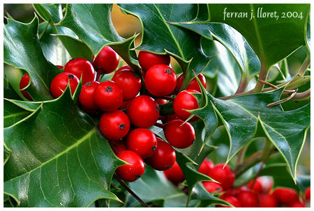 Ilex aquifolium L. subsp. aquifolium