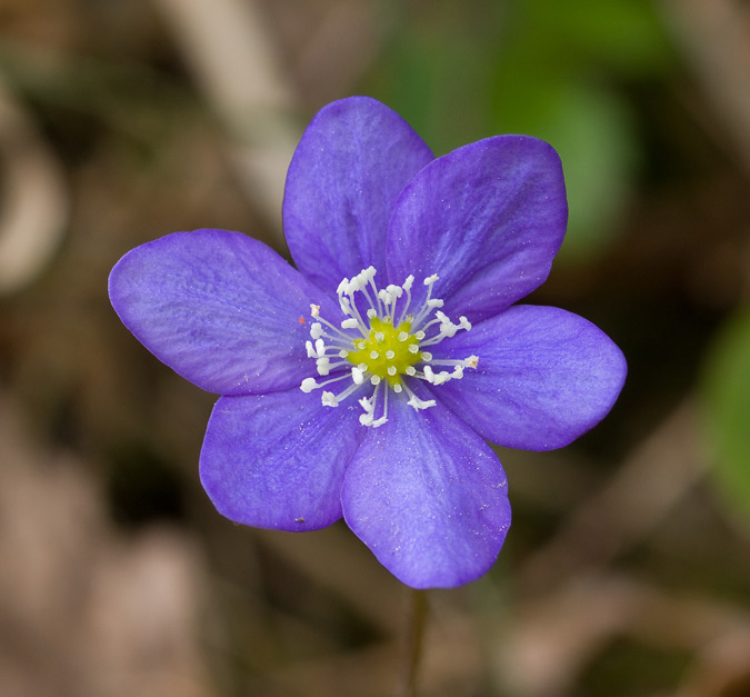 Hepatica nobilis