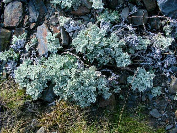 Herba blanca (Senecio leucophyllus)