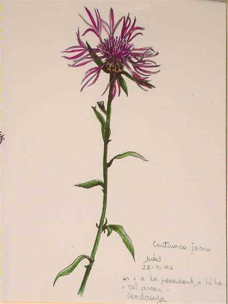 Centaurea jacea