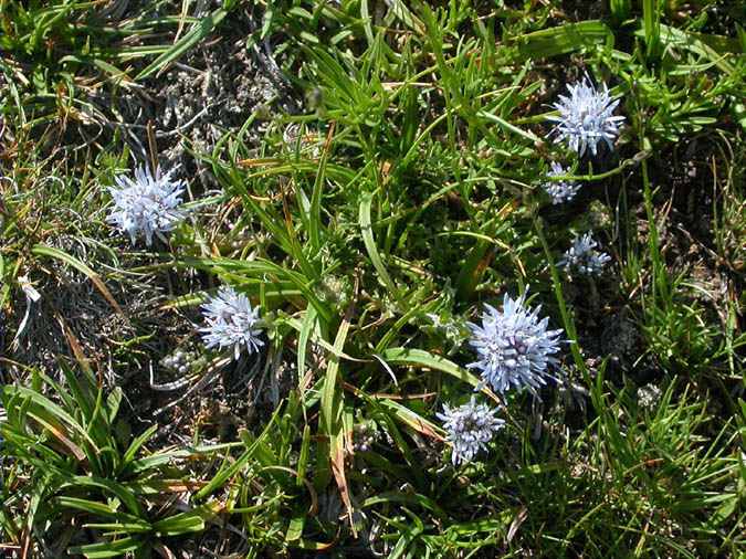 Jasione nana (Jasione crispa)