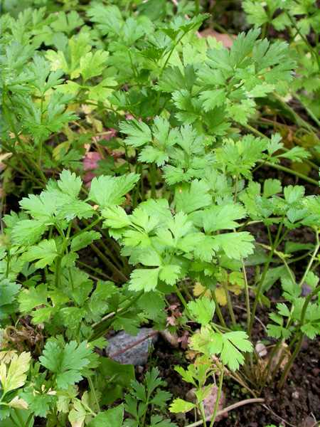 Julivert, peregil (Petroselinum crispum)