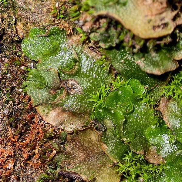 Lunularia cruciata