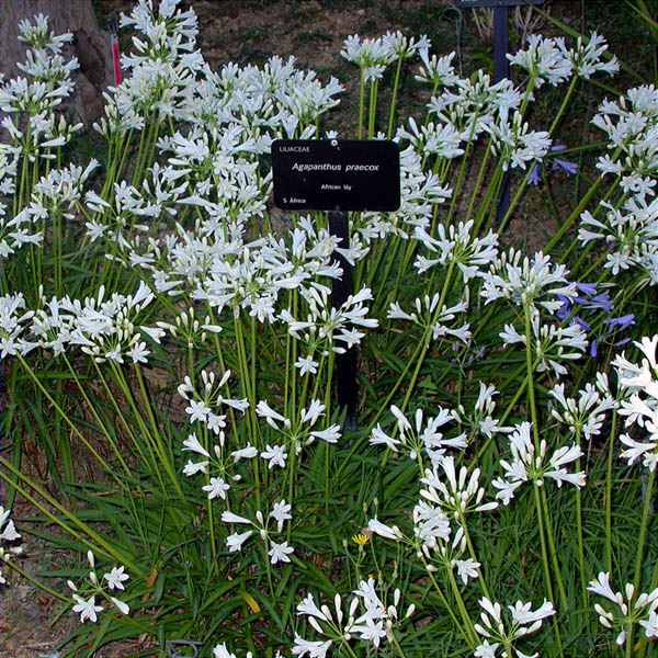 Agapanthus praecox