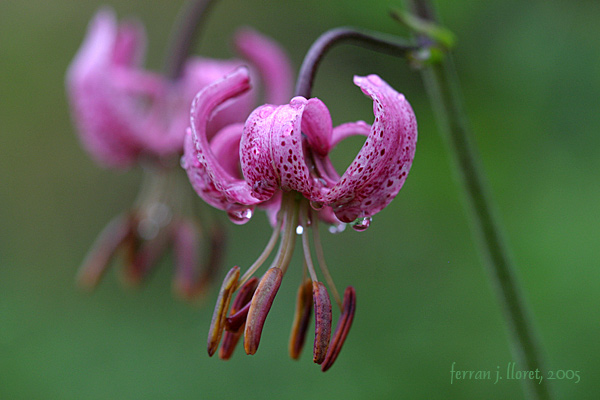 Lilium martagon L. (marcòlic vermell)