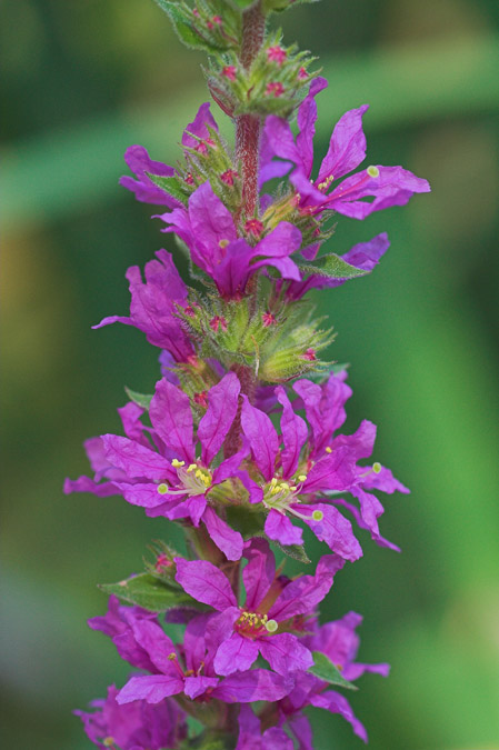 Lythrum salicaria