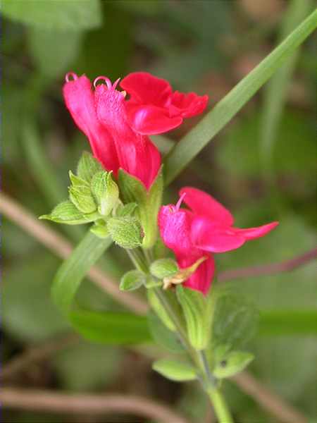 Conillets (Antirrhinum majus)