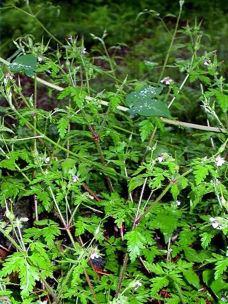 Agulles (Erodium malacoides)