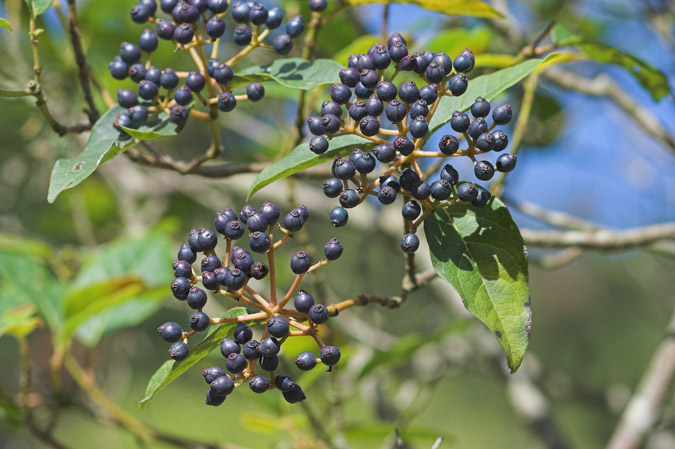 Fruits de marfull.