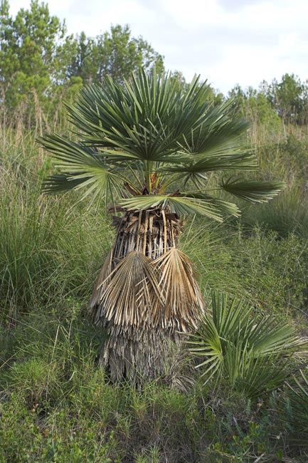 Margalló al Garraf